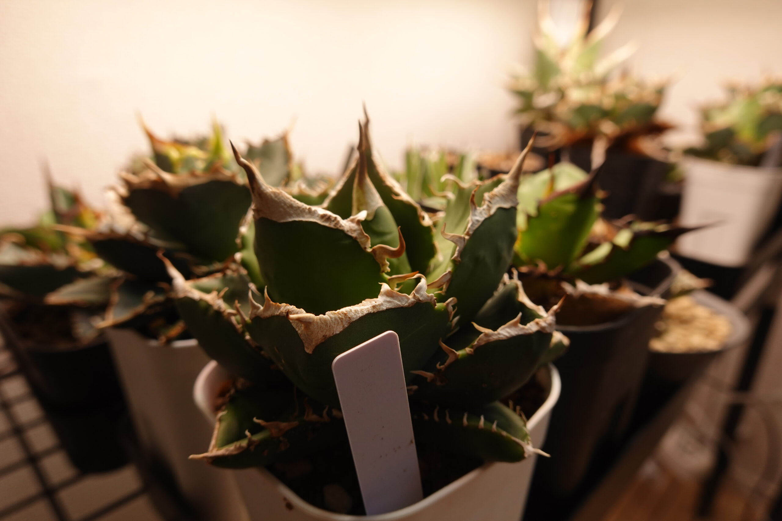 ズボラでも枯らさない初心者向け観葉植物３選